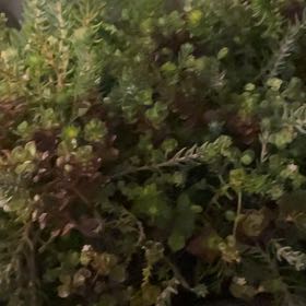 Photo of the plant species Oregon Stonecrop by @MajorBacopa57 named Gobi on Greg, the plant care app