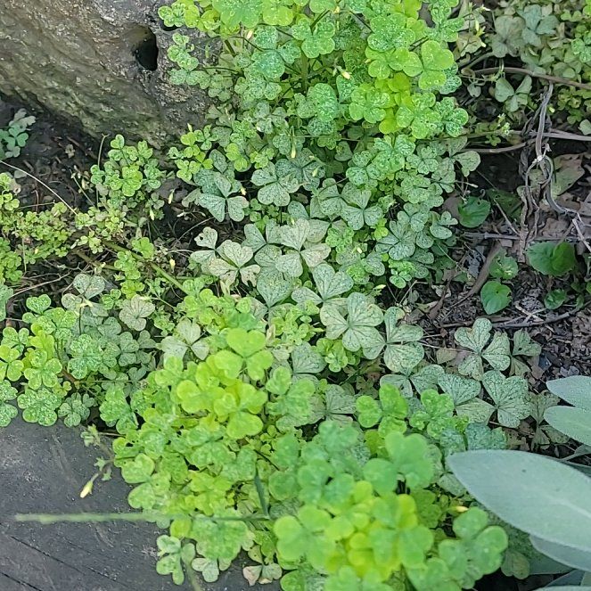 Photo of the plant species Black Medick by @MiracleMoss93 named Doja Cat on Greg, the plant care app