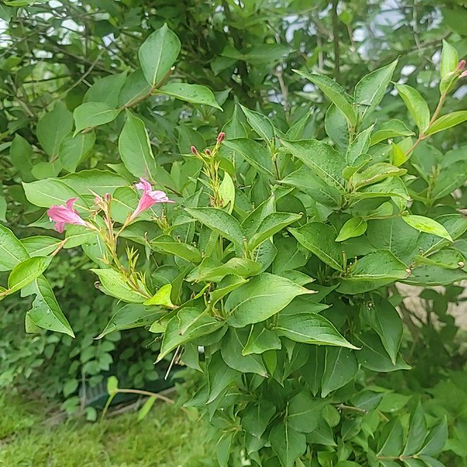 Photo of the plant species Common Myrtle by @MiracleMoss93 named Diana on Greg, the plant care app