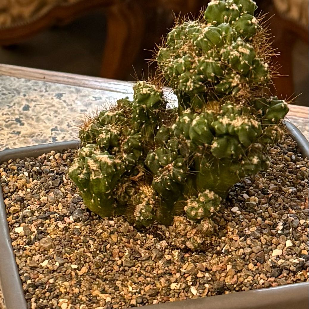 Photo of the plant species Peruvian Apple Cactus Monstrose by @SirCatgrass33 named Zeus on Greg, the plant care app