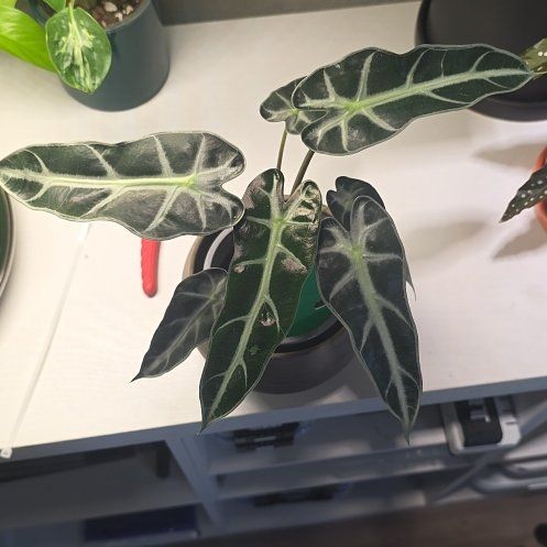 Photo of the plant species bambino arrow plant by @SirNeem59 named Freddy on Greg, the plant care app