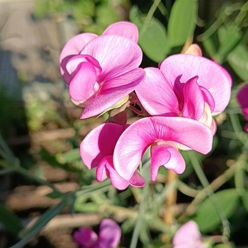Photo of the plant species Lathyrus Latifolius by @KookyHope39 named Baesil on Greg, the plant care app