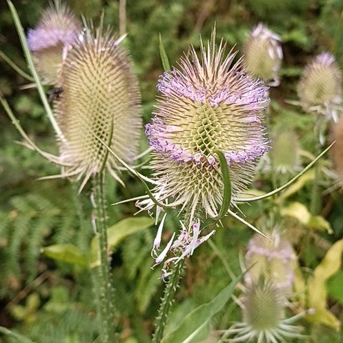 Photo of the plant species Common Teasel by @KookyHope39 named Denali on Greg, the plant care app