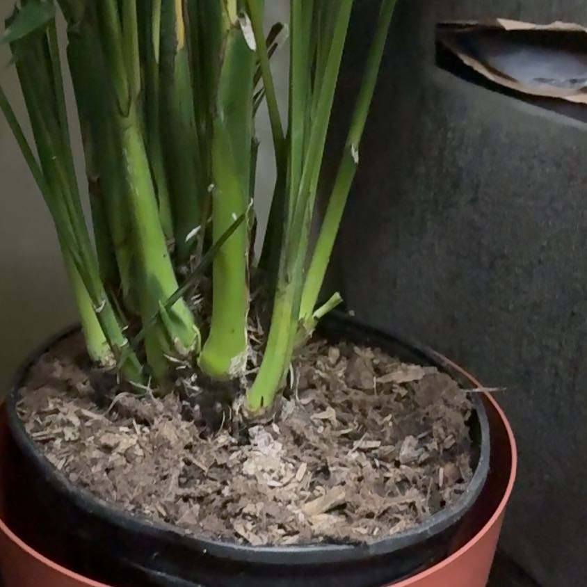 Photo of the plant species Broadleaf Cattail by @ShowyTeatree73 named Messi on Greg, the plant care app