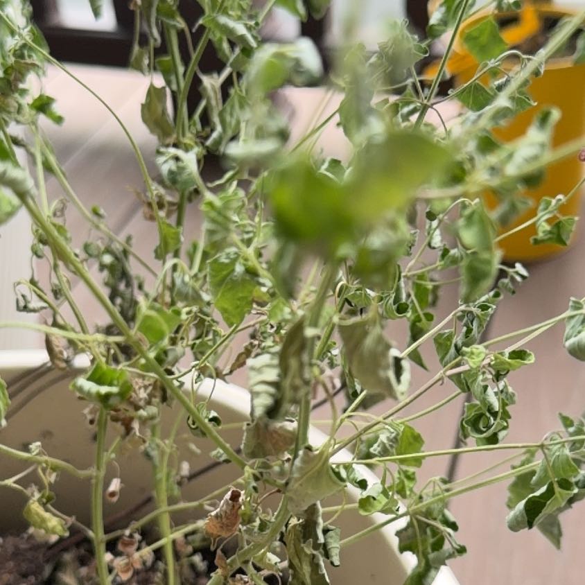 Photo of the plant species Fragrant Giant Hyssop by @GoldAjwain43 named Kobe on Greg, the plant care app