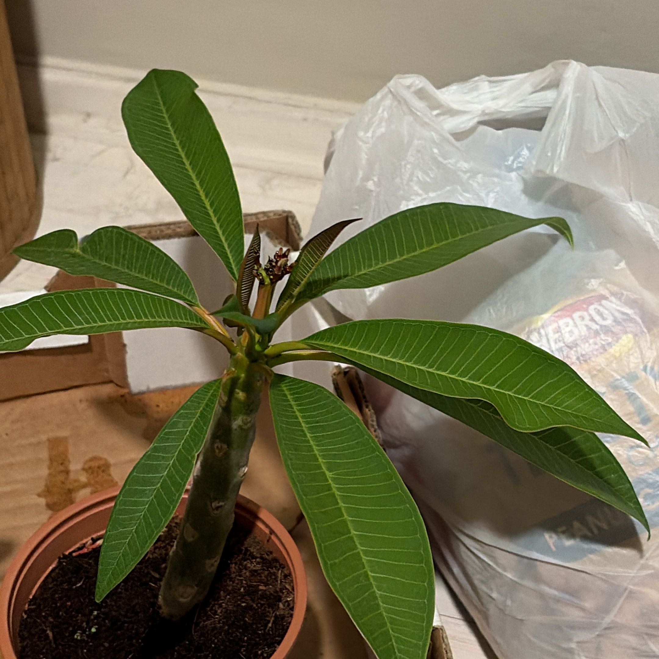 Photo of the plant species Plumeria alba by @RadEncina33 named Bodhi on Greg, the plant care app