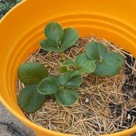 Photo of the plant species Seascape Strawberry by @FabCentaury30 named Naomi on Greg, the plant care app