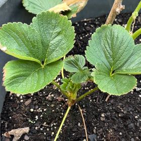 Photo of the plant species Seascape Strawberry by @FabCentaury30 named Achilles on Greg, the plant care app