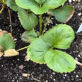 Photo of the plant species Seascape Strawberry by @FabCentaury30 named Robert Plant on Greg, the plant care app