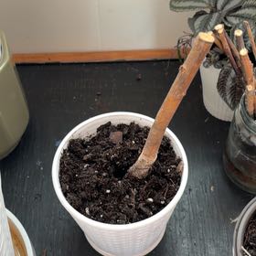 Photo of the plant species Weeping Willow Bonsai Tree by @BrightParsley67 named Ulysses S Plant on Greg, the plant care app