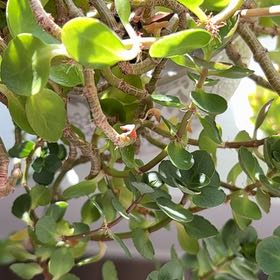 Photo of the plant species Shiny Leaf by @TidyDodder27 named Achilles on Greg, the plant care app