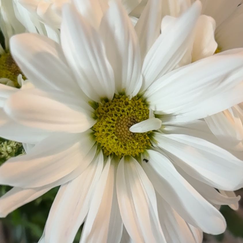 Photo of the plant species Ox-Eye Daisy by @TidyDodder27 named McKinley on Greg, the plant care app