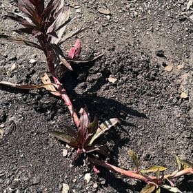 Photo of the plant species Cardinal Flower by @VipSapote77 named Luna on Greg, the plant care app