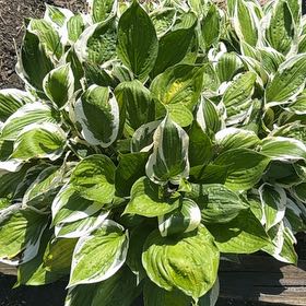 Photo of the plant species Plantain Lily by @VipSapote77 named Sigmund on Greg, the plant care app