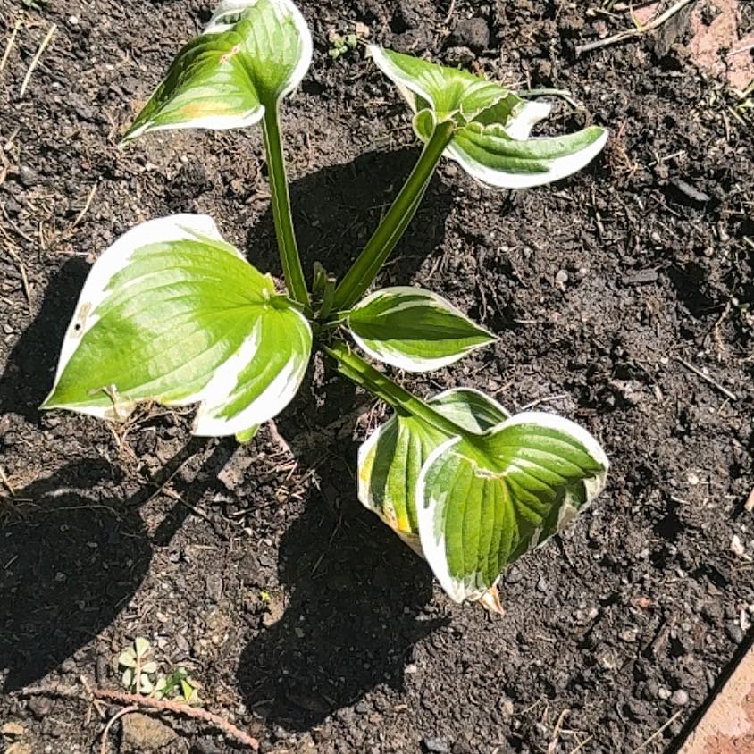 Photo of the plant species Plantain Lily by @VipSapote77 named Surya on Greg, the plant care app