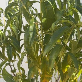 Photo of the plant species Peach Tree by @GoddessColeus47 named Peach on Greg, the plant care app