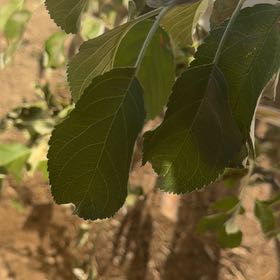 Photo of the plant species Apple by @GoddessColeus47 named Elina on Greg, the plant care app