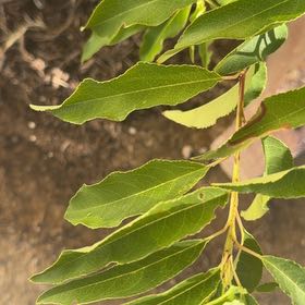 Photo of the plant species Black Cherry by @GoddessColeus47 named Messi on Greg, the plant care app