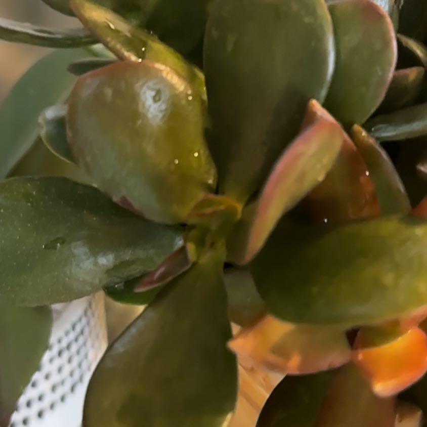 Photo of the plant species Pig's Ear by @GemMexico39 named Doja Cat on Greg, the plant care app
