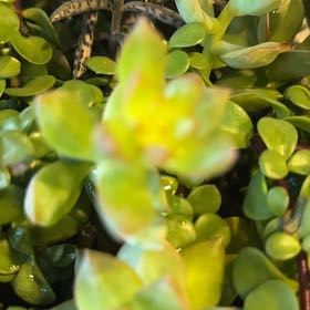 Photo of the plant species Creeping Coprosma by @GemMexico39 named Clooney on Greg, the plant care app
