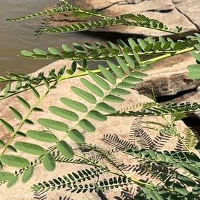 Photo of the plant species African Senna by @GemMexico39 named Michelle Branch on Greg, the plant care app