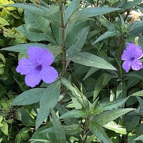 Photo of the plant species Mexican Bluebell by @GemMexico39 named Keanu Leaves on Greg, the plant care app