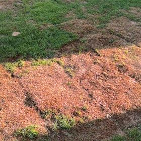 Photo of the plant species Slenderleaf Iceplant by @SweetGalega0 named Spike Leaves on Greg, the plant care app