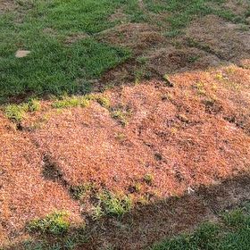 Photo of the plant species Slenderleaf Iceplant by @SweetGalega0 named Xena on Greg, the plant care app
