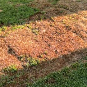 Photo of the plant species Slenderleaf Iceplant by @SweetGalega0 named Einstein on Greg, the plant care app