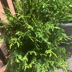 Photo of the plant species Arborvitae by @HipBookaloe55 named Aria on Greg, the plant care app