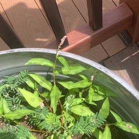 Photo of the plant species Spotted Ladysthumb by @HipBookaloe55 named Beckham on Greg, the plant care app