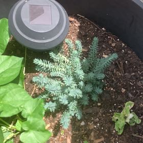 Photo of the plant species Myrtle Spurge by @HipBookaloe55 named Doja Cat on Greg, the plant care app