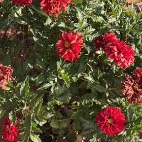 Photo of the plant species Garden Dahlia by @HipDaffodil78 named Drake on Greg, the plant care app