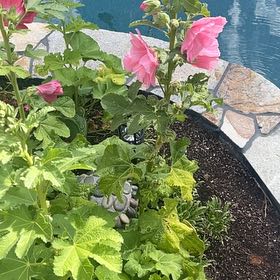 Photo of the plant species Hollyhock by @ProDropwort95 named Fernie Mac on Greg, the plant care app