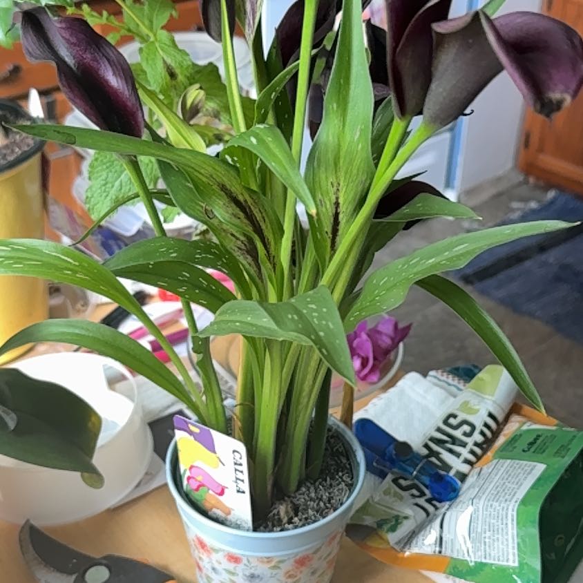 Photo of the plant species Zantedeschia rehmannii by @SizableBagpod47 named Callie on Greg, the plant care app