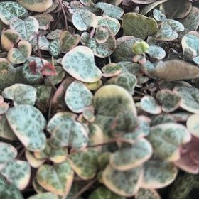 Photo of the plant species String of Hearts, varigated by @HeritorTaraire named Diana on Greg, the plant care app
