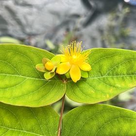 Photo of the plant species Hypericum Androsaemum by @NewAppletree38 named Sigmund on Greg, the plant care app