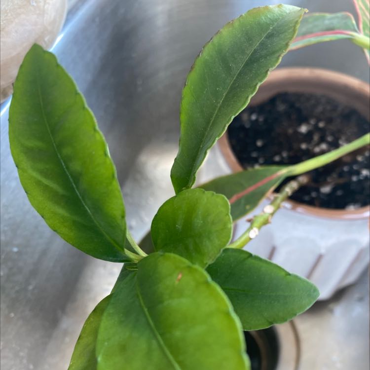 Image of a Christmas Berry plant with healthy green leaves in a pot with visible soil.
