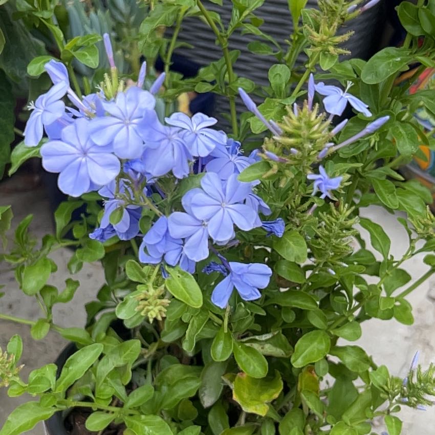 Photo of the plant species Blue Plumbago by @GuruSquash24 named Muhammad Ali on Greg, the plant care app