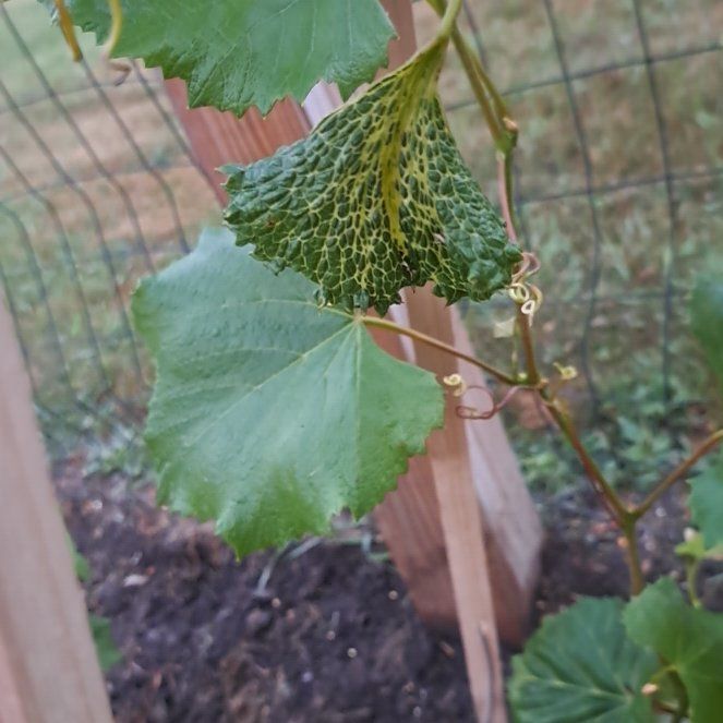 Photo of the plant species Wine Grape by @AvidTawa6 named Navajo on Greg, the plant care app