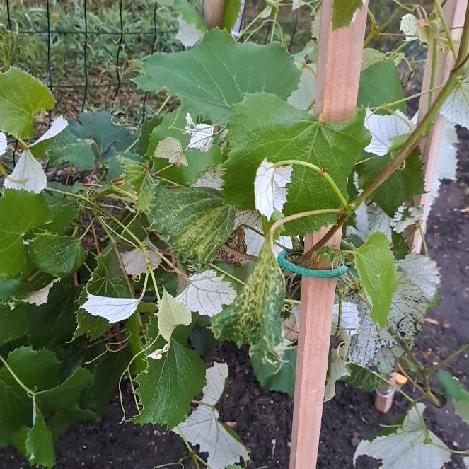 Photo of the plant species Wine Grape by @AvidTawa6 named Mando on Greg, the plant care app