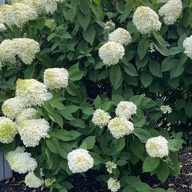 Photo of the plant species Hydrangea Paniculata by @JuicyAmurmaple named Sproutacus on Greg, the plant care app