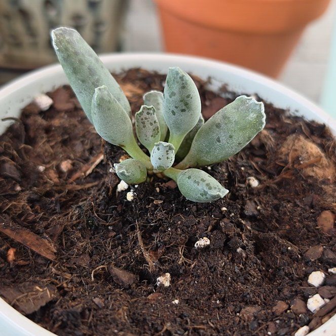 Photo of the plant species Plover Eggs 'Grey' by @VipPansy26 named Ronaldo on Greg, the plant care app