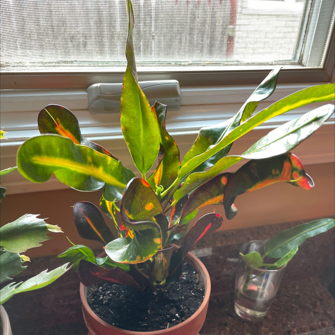 Croton Mammy plant in a pot on a windowsill with vibrant, multicolored leaves.