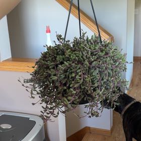 Photo of the plant species String of Rubies by @GuruJade26 named Xena on Greg, the plant care app