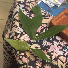 Photo of the plant species Mamoncillo by @SelectPrasium24 named Hemingway on Greg, the plant care app