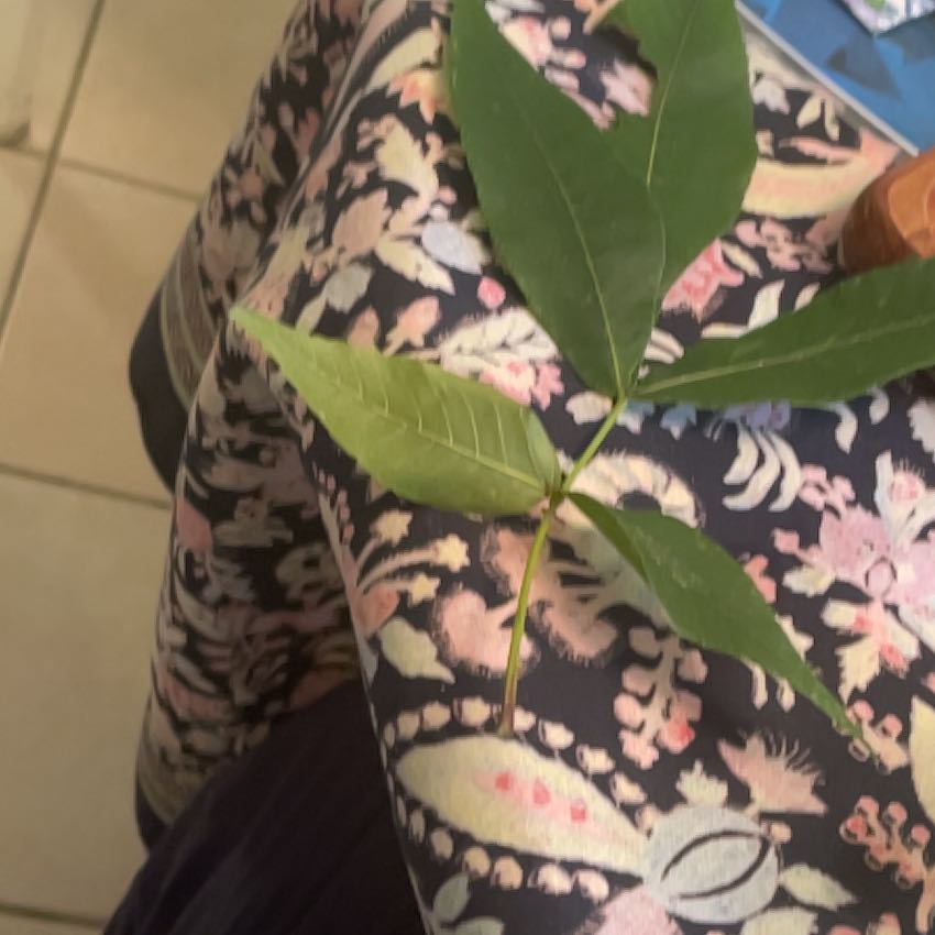 Photo of the plant species Mamoncillo by @SelectPrasium24 named Stella on Greg, the plant care app