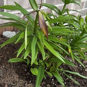 Photo of the plant species Easter Lily by @YesGuepinia14 named LiloStitch on Greg, the plant care app