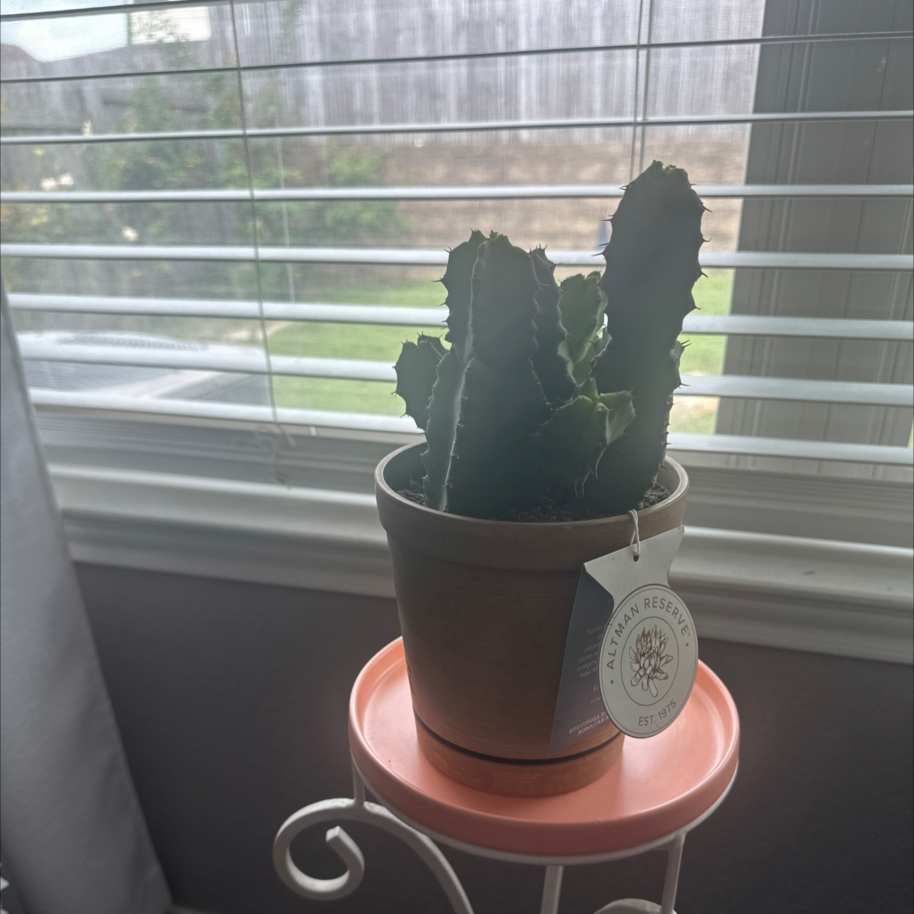 Photo of the plant species Moroccan Mound by @ColourfulBlue0 named Jay Cactus on Greg, the plant care app