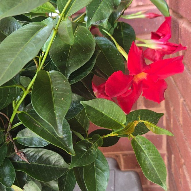 Photo of the plant species A Carnival Of Blooms by @DollPuka53 named Miley on Greg, the plant care app